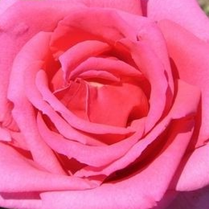 Розы - Саженцы Садовых Роз  - Роза флорибунда  - розовая - Poзa Шик Паризьен - роза с тонким запахом - Жорж Дельбар - Ярко-розовые цветы создают приятный контраст темным листьям.
